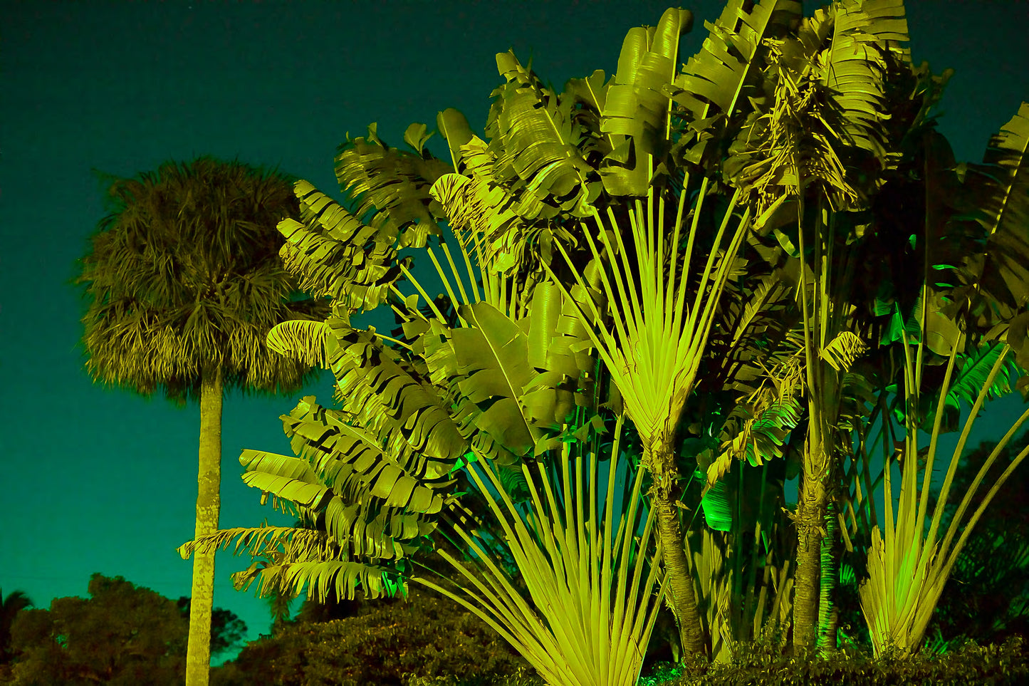 Too Foreign For Home II - Ljubica Denkovic